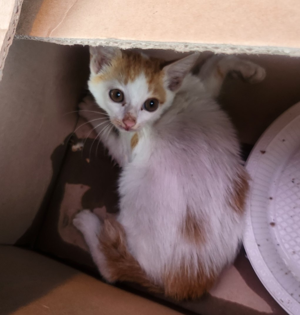 울산유기동물보호센터_431373202301044